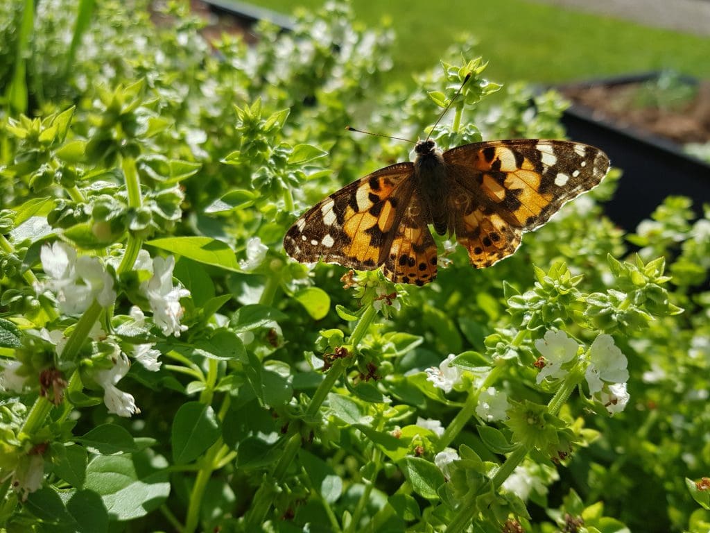 Un papillon, un pollinisateur de la famille des lépidoptères