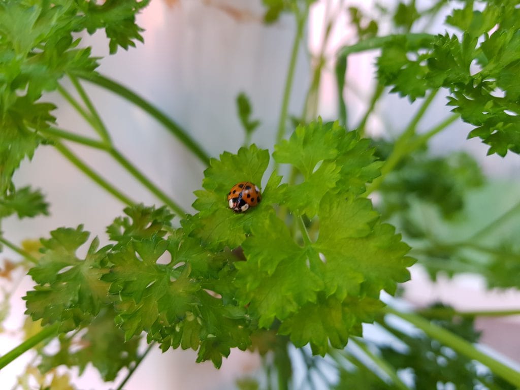 Une coccinelle, un pollinisateur de la famille des coléoptères