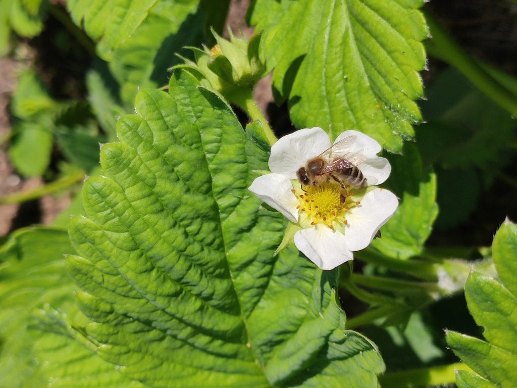 Une abeille, un pollinisateur de la famille des hyménoptères