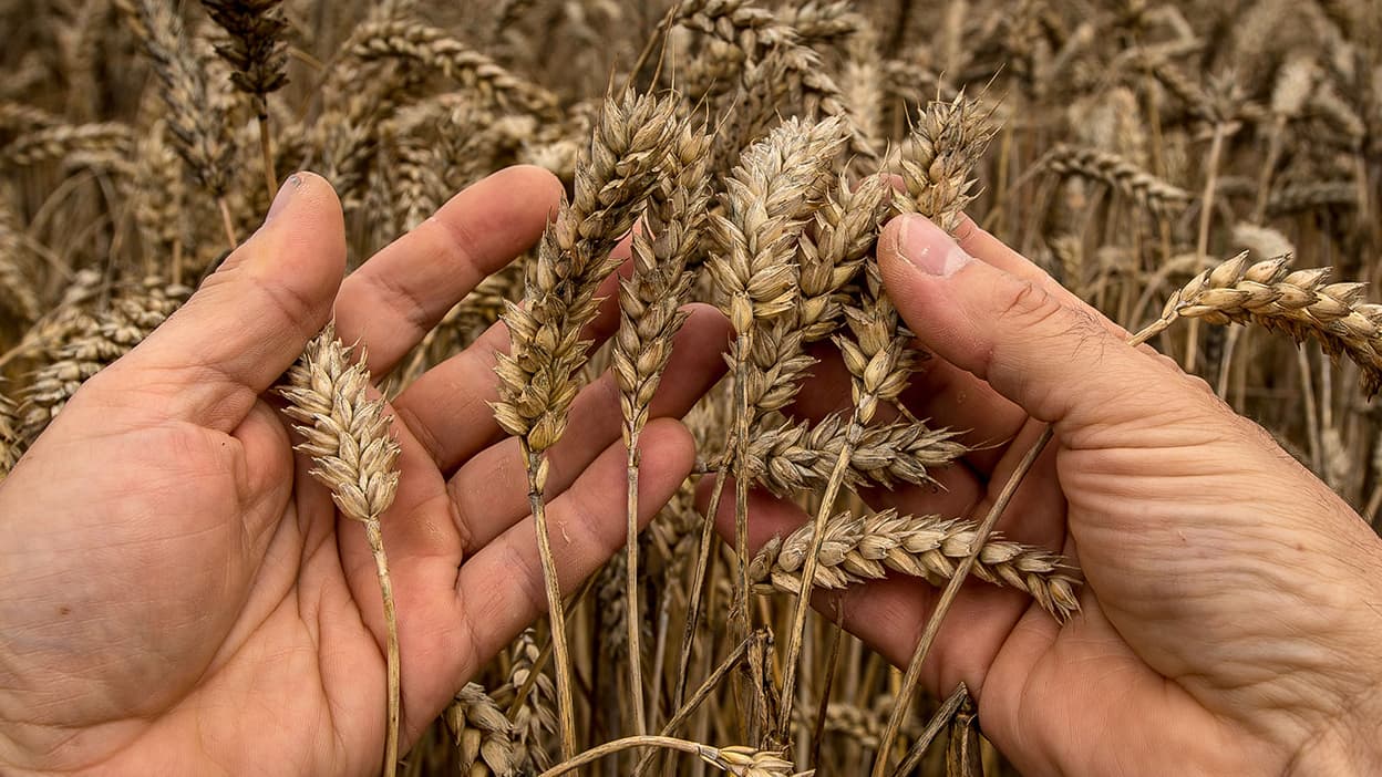 Guerre en Ukraine et blé