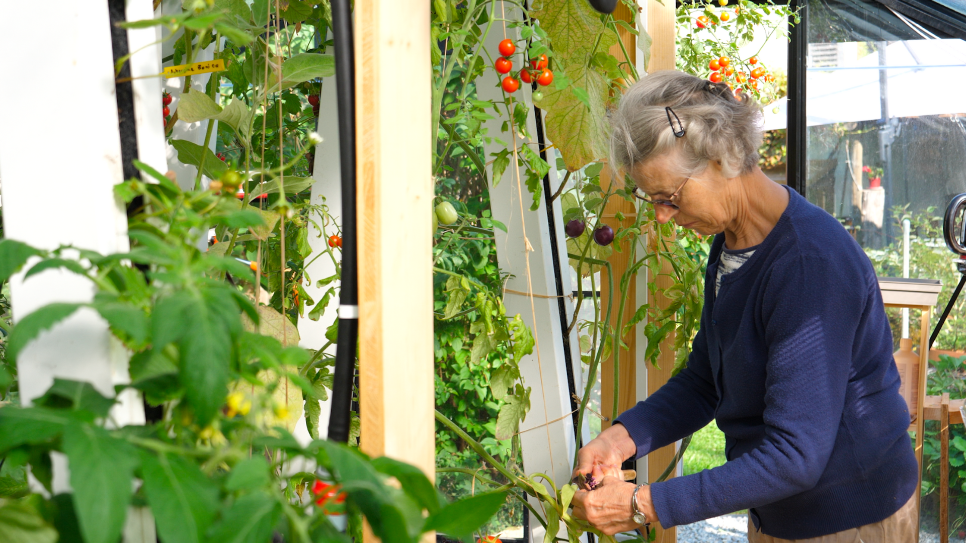 Femme âgée qui jardine dans sa serre