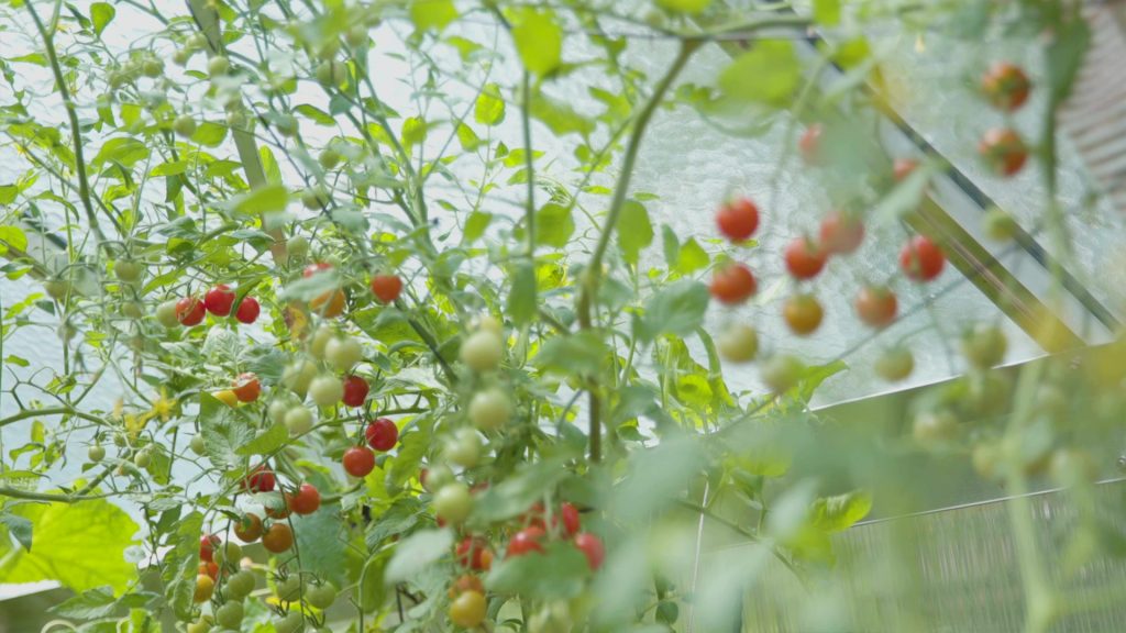 Serre de jardin autonome